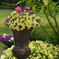 Bolji domovi i vrtovi - Quart Yellow ili Pink Petunia Godišnje cvijeće - žive biljke