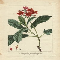 Fiddlehead Jatropha, Jatropha Pandurifolia Tisak plakata ® Florilegius Mary Evans