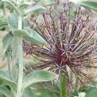 Lukovice, ljubičasto cvijeće-profesionalni vrtlari iz